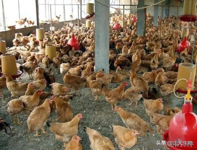 农村特大养鸡骗局曝光，加盟养殖被骗上千万